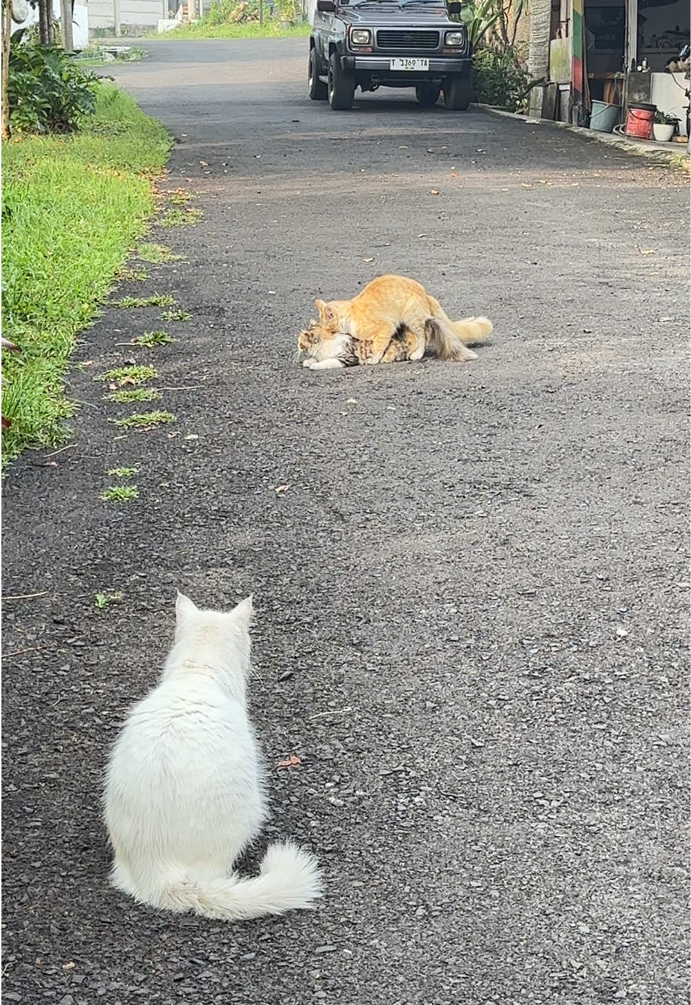 #kucingtiktok #cat 
