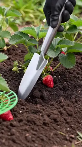 10pcs Strawberry Planting Rack, Prevents Fruit Mold Rot, Practical Garden Storage Shelf with Legs, Durable Gardening Accessory, Garden Supplies #homegardeningtool #gardeningmusthaves #nurserypots #gardentool #gardeninggifts #gardeningproducts #metalshelves #2tierdishdryingrack #gardentoolorganizer #drumstickgrillingrack