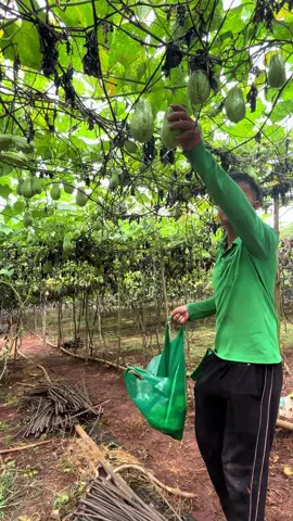 Có đất có việc làm là ổn rồi phải k các bác #susu #lamdong #taynguyen 