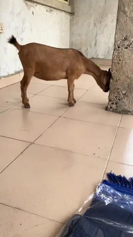 What is she thinking of?