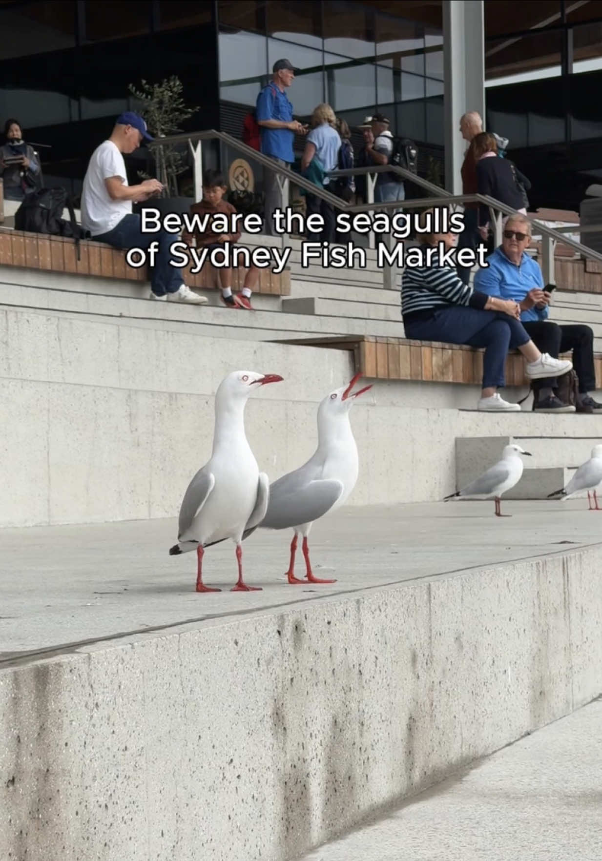 Replying to @Meeierkat 🇦🇺 The seagullls of Sydney Fish Market mean business. Protect the seafood at all costs. You have been warned! #sydneyfood #seafood #seagulls 