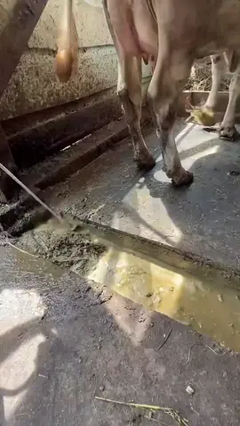 cow farm 🥰🥰🥰🥰🥰 #cow #farm #cleaning #treanding #viralvideo 