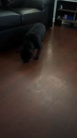 A dog and his tail 🤣