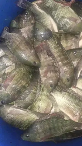 IKAN TALAPIA $3 SKILO KALAU BALI BANYAK BULIH KURANG