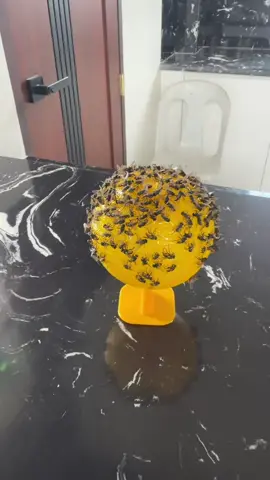 Fly trap #langaw #flytrap 
