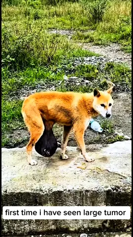 He came in silence — bones showing, eyes hollow, soul shattered by a world that never once was gentle with him. When I reached out… he didn't flinch. He just… broke. And so did  #kindness #rescueanimals #rescuedogsoftiktok #dog 
