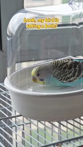 #parrot #birds #birdsoftiktok #parrotbath #cuteanimals 