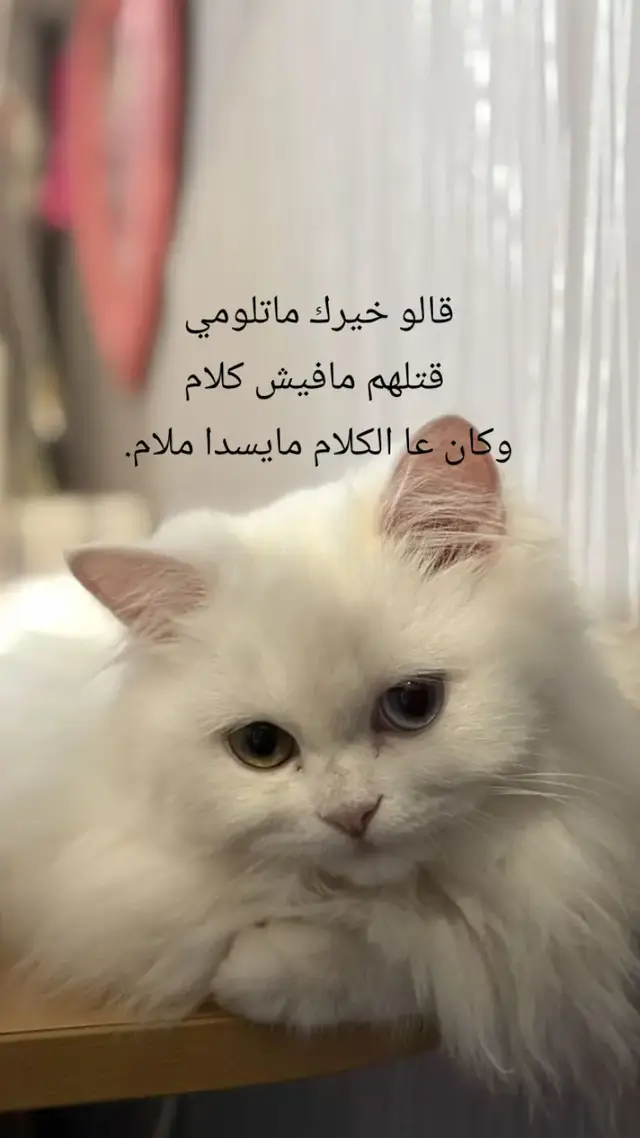 #عادة_النشر🔃 #سبها_ليبيا_الجنوب_الليبي_طرابلس_بنغازي #سرتويه💚👑 #سىرت 
