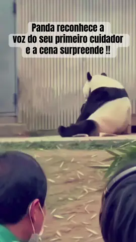 Não é IA !!! Após tempos afastados, Fu Bao ouviu novamente a voz que esteve presente desde o seu nascimento. Ela virou-se, reconheceu e se aproximou.  Ao perceber que mesmo depois de tanto tempo ela não havia o esquecido, o cuidador não conseguiu conter as lágrimas . Porque quando o amor é verdadeiro, nem o tempo nem a distância conseguem apagar o que o coração nunca esqueceu. #foryou #fyp #historiasinspiradoras #panda #amorpelosanimais