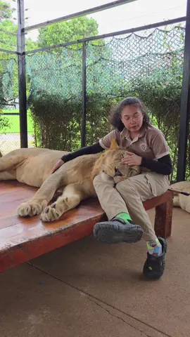ตัวเท่าหิด #สวนสัตว์tiktok #ซิมบ้านาลารักแม่มาก #คนกับสิงโต🦁 #สิงโตภูเก็ต #ฉันมีลูกเป็นสิงโต 