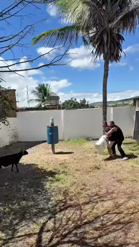 #funnyvideo #funnygoat #goat #relax #animals 