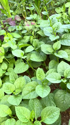Giống rau mồng tơi nhật lá to ăn ngon ít nhớt 