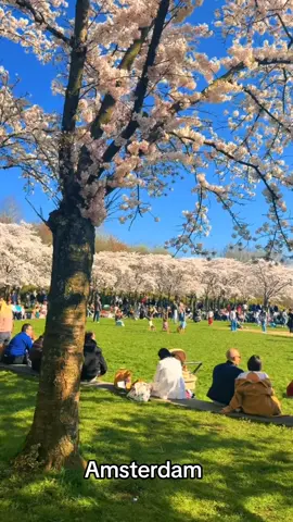 #fyp #nature #amsterdamtulips #cherry #foryou #foryourpage #viralvideo #tiktok #netherlands #relateablecontent #scenery #viral_video 