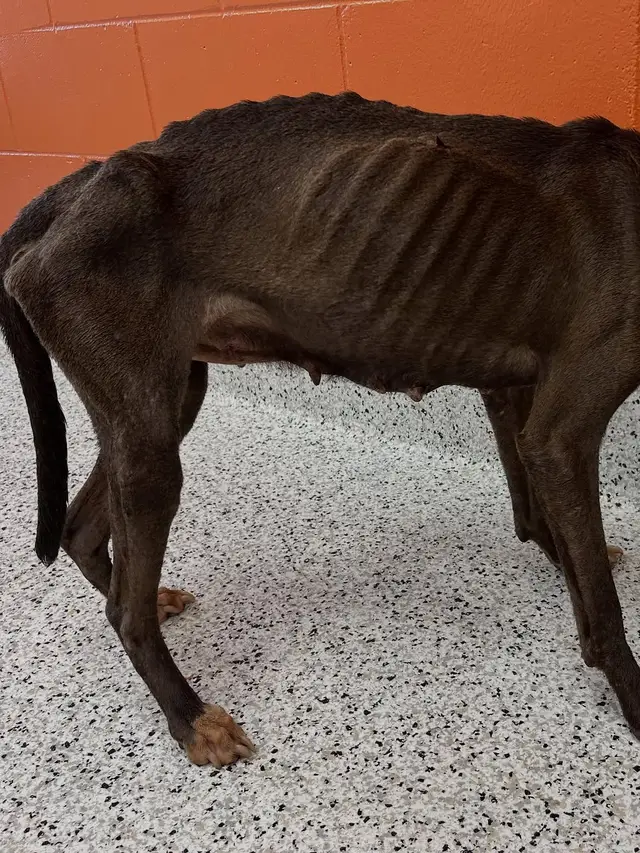 🚨 EMERGENCY RESCUE PLEA; MOTHER AND PUPPIES RUNNING OUT OF TIME 🚨 We have a heartbreaking situation unfolding right now in a municipal shelter in Georgia. A mother dog and her three fragile puppies were just found locked inside an abandoned home, left to starve and die in filth. The smell when they arrived of rotting waste, infection, and decay—was overwhelming. It was the smell of being forgotten. Mom is emaciated; skin and bones and barely alive. X-rays show a foreign body inside her, and shortly after arriving at the shelter, she began having seizures and ultimately collapsed. Her body is failing and her life is slipping away. The shelter is not equipped to save her. They don’t have the means and if she doesn’t leave tonight, they will be forced to make a devastating decision. Her three babies are covered in urine and feces. Mom has no milk left, and the puppies are dangerously underweight. We don’t even know how they’re still alive. We need to get them to an emergency hospital immediately. Mom’s medical care will cost thousands. She needs treatment for seizures, possible surgery, IV fluids, and 24/7 monitoring for refeeding syndrome and other complications from extreme starvation. We cannot let this mom die after surviving so much. We are doing everything we can to get this family out.  Please donate, share, help us, and give them a chance