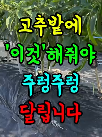 고추밭에 ‘이것’해줘야 주렁주렁 달립니다!#농사