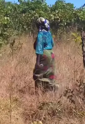 “NASUMWA! (I’VE BEEN BITTEN)”, CRIED THE PASTOR. A pastor in Zambia was reportedly bitten by an unknown animal while attempting to pray at a tree believed to house a shrine and charms.  He is currently admitted to hospital receiving medical treatment.  The incident occurred during efforts to address alleged spiritual ties affecting a local family. And he has promised never to return to the shrine again.  🎥 Pamulomo Media #homeofbreakingnews #topstarchannel110 #azamtvchannel493 