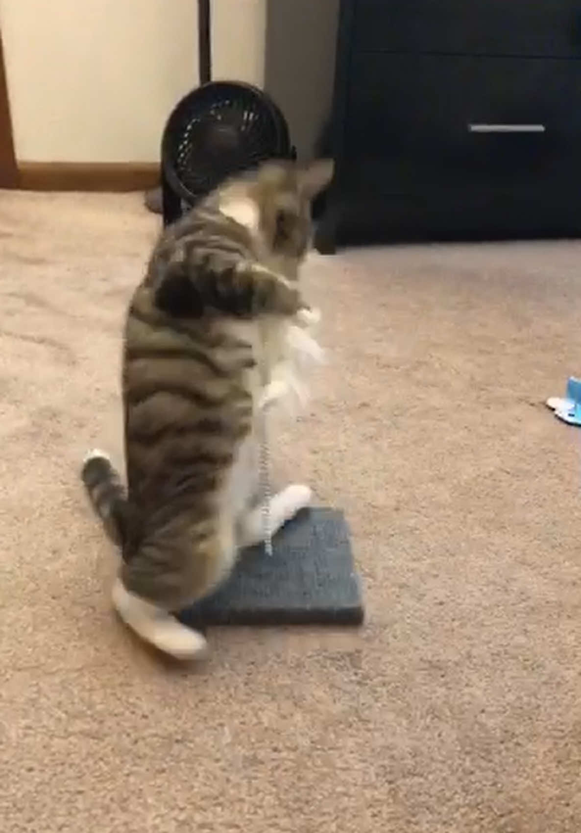 Kitten energy, ft baby Dexter 🥺❤️ #fyp #kittens #viral #cute #kittensoftiktok 
