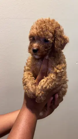 Toy poodles  Dallas TX #toypoodles #poodlesoftiktok #houstonpoodles #dallaspoodles 