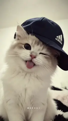 #wallpaper  #cat  #pinterest  #pyf 