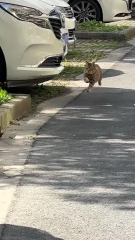 Can’t handle the cuteness 😍  #funnycats #runningcat #catvideos #fyp 