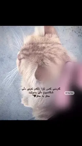 گەردنی کەس ئازا ناکەم ئەوەی دڵی شکاندووم دڵی بسوتێت حەق بە حەق🖤”#foryou #fyp 