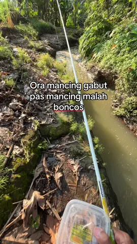 #mancingliar #microfishing #mancingmaniamantap🐟🎣 #fypシ #fyp 