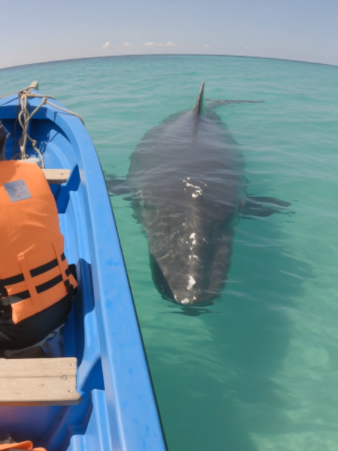 Unbelievable! 🐋 Scientists say these interactions are rare. So lucky to experience this! #Whale #Conservation #MarineBiology #RealFootage #Ocean #Viral #FYP #LearnOnTikTok