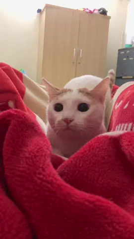 Bùm...Kích hoạt chế độ kếc xù, kích hoạt chế độ mèo cam #meocam #bimbo #meow 