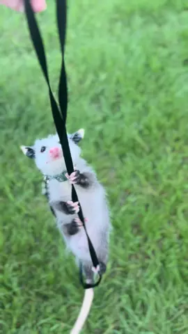 Same Gustavo, different climbing opportunity… He don’t need pick ups when he can do upsies on his own! #sweetlifeofgustavo #opossumsoftiktok #trashkitties #opossums #opossum 