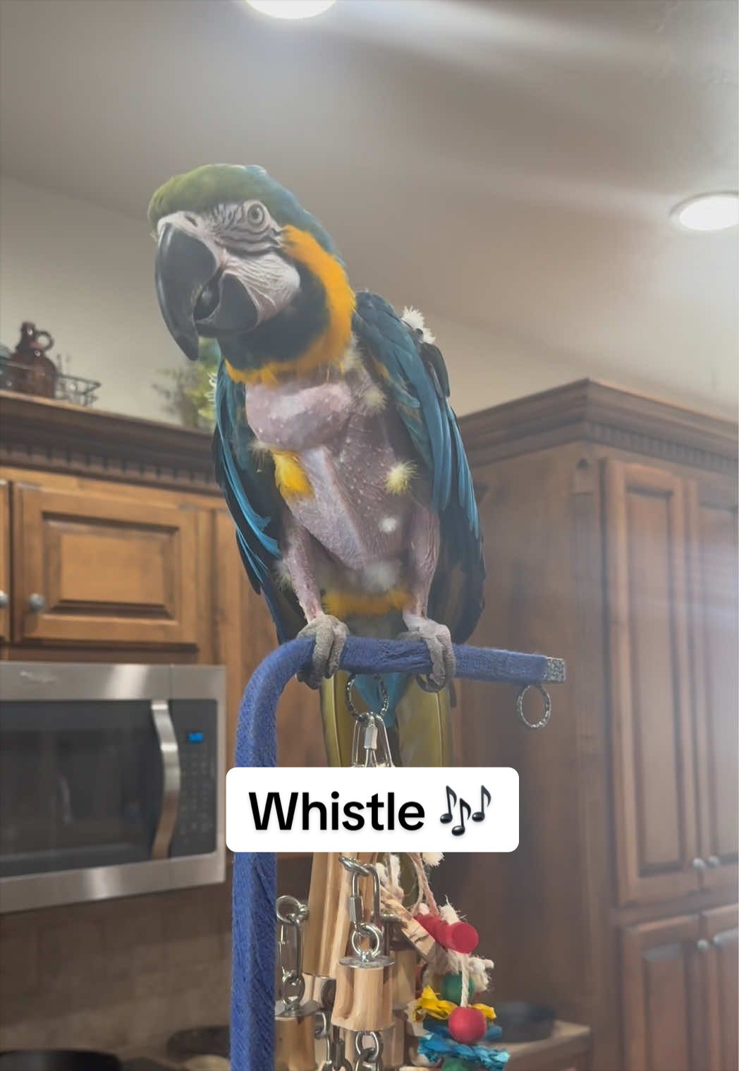 It’s fine. They don’t know what the song is about 🙊 #whistle #dancemoms #parrot #fyp #rescue 