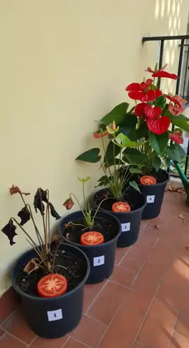 #creatorsearchinsights  fast way to grow your flowers #backyardgarden #Gardening #diygarden #GrowYourOwnFood 