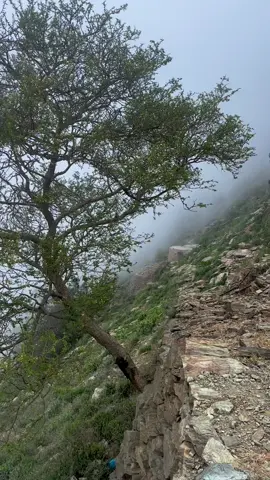 #ضيعة_الصهاليل🍃🌺 