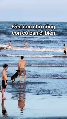 Đến con chó còn đi Biển. Tại sao bạn lại không đi Biển và mua Đất Biển😂😂