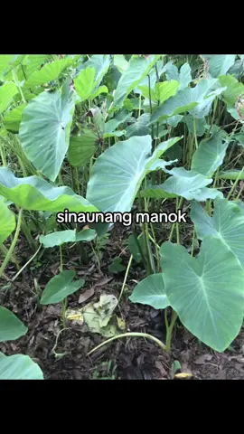 Legend lang nakakaalam #fyp #batangprobinsya #makeitviral #relate #foryou 