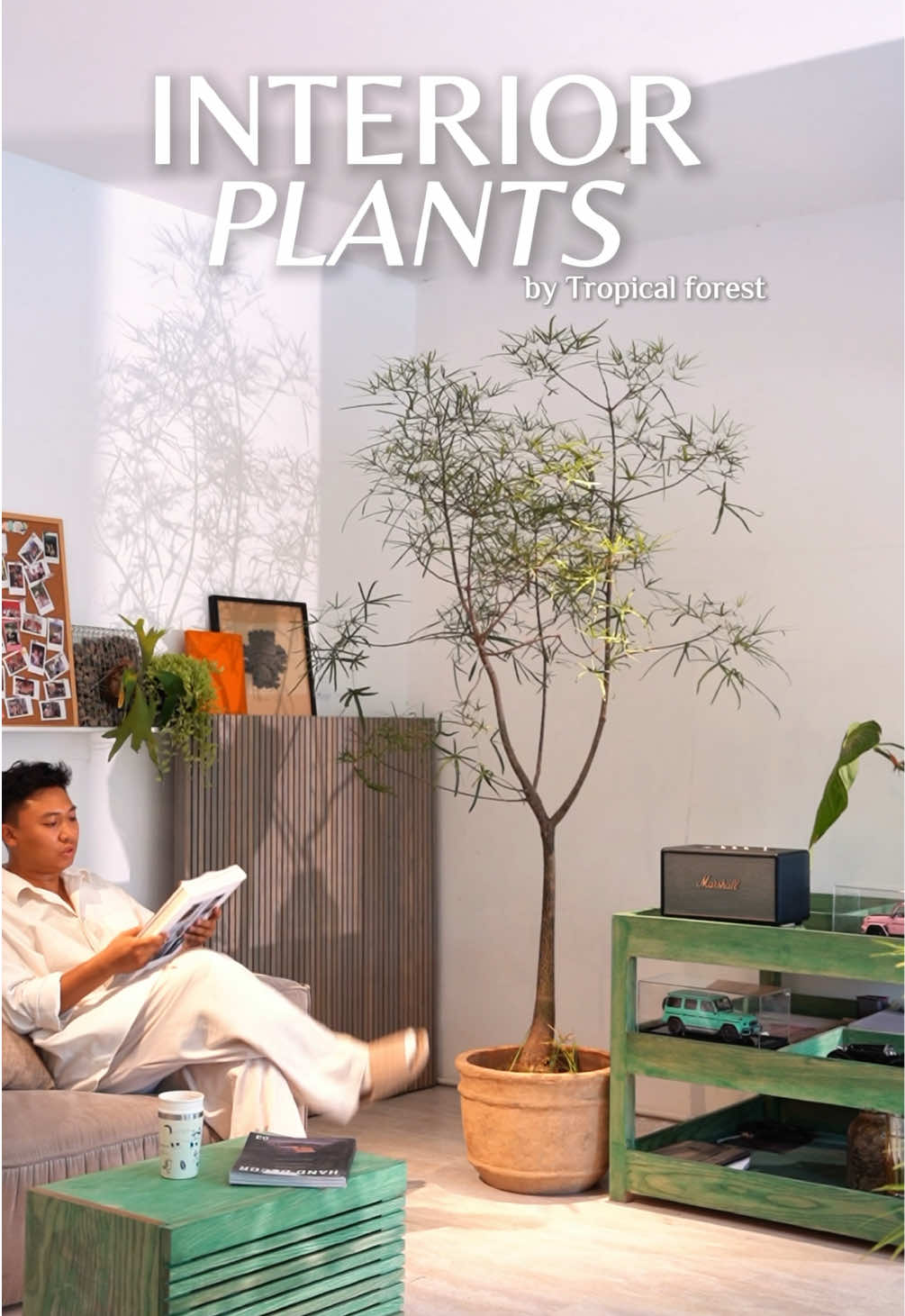 [Interior plants p3] Thiết kế không gian xanh nghệ thuật kết hợp với nội thất - by Tropical Forest 🌱🏡 Lần này là Queensland Bottle Tree - dành cho những gu thẩm mỹ yêu vẻ đẹp tối giản, duyên dáng! #interiordesign #xuhuong #plantdecor #tropicalforest #queensland 
