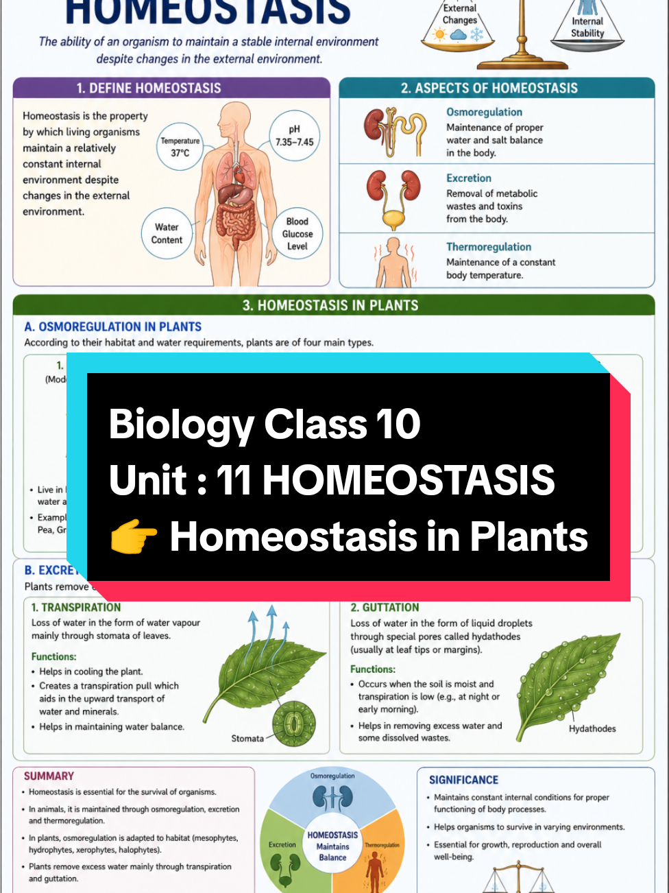 Learn Biology and Prepare yourself for NEET, MDCAT, Lecturer, Subject Specialist and Ability Tests.  Biology Class 10 Unit : 11 HOMEOSTASIS Topic: Homeostasis definition Osmoregulation, Excretion and Thermoregulation.  Homeostasis in Plants. Osmoregulation in Plants. 1. Mesophtes 2. Hydrophytes 3. Xerophytes 4. Halophytes #creatorsearchinsights #unfreezmyaccount #viewsproblem #viralvideo #foryou 