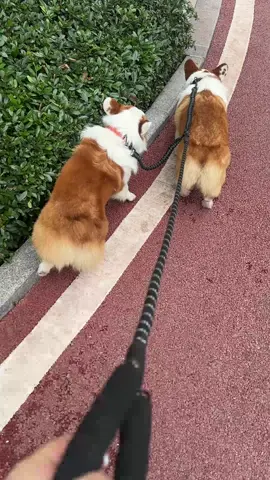 Tired of juggling two leashes? Meet the dual dog leash! Perfect for two dogs at once, it spins 360° and keeps them from tangling. Enjoy your walk, not the mess!#dogsoftiktok #doglover #puppylove #dogwalking #doglife #petaccessories #dogowners #puppies #dogstagram #petproducts #petlovers #dogmom #dogdad #PetsOfTikTok #dogloverclub#WeeklyDeals#summerwins#TikTokShopDealsforYouDays