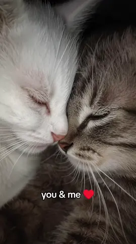 you & me ♥️  #kitten #kuscheln #liebe #youandme #viral 