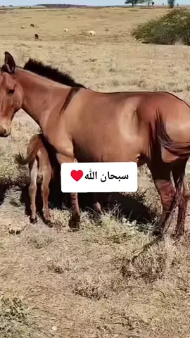 #ئەسپ_سوارەکانی_کوردستان🐎🐎 #ئەسپی_کوردی #ماشاءالله_تبارك_الله #kurdstan 