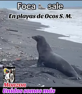 foca en playas de ocos. #monzonunidossomosmas5 