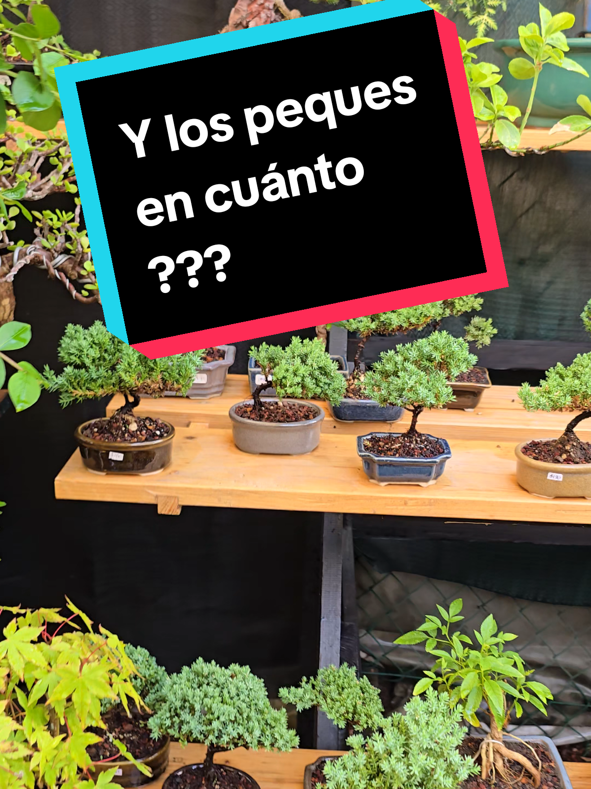 para quienes tienen duda de cuánto llega a costar un bonsái chiquito este es un video para ustedes. #bonsai #cdmx #bonsaimini #dondecomprar #arte 