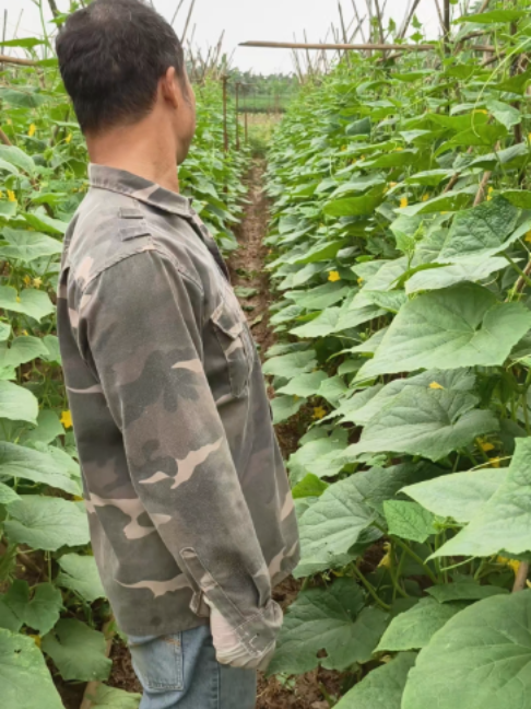 90% bà con mất năng suất mùa nắng không phải vì chăm sóc kém, mà vì.....  #xuhuong #thinhhanh #fyp #hatgiongisa #hatgiong #dualeo #dualeothantai668 #nongdan #nongdanvietnam #lamvuon #nongnghiep