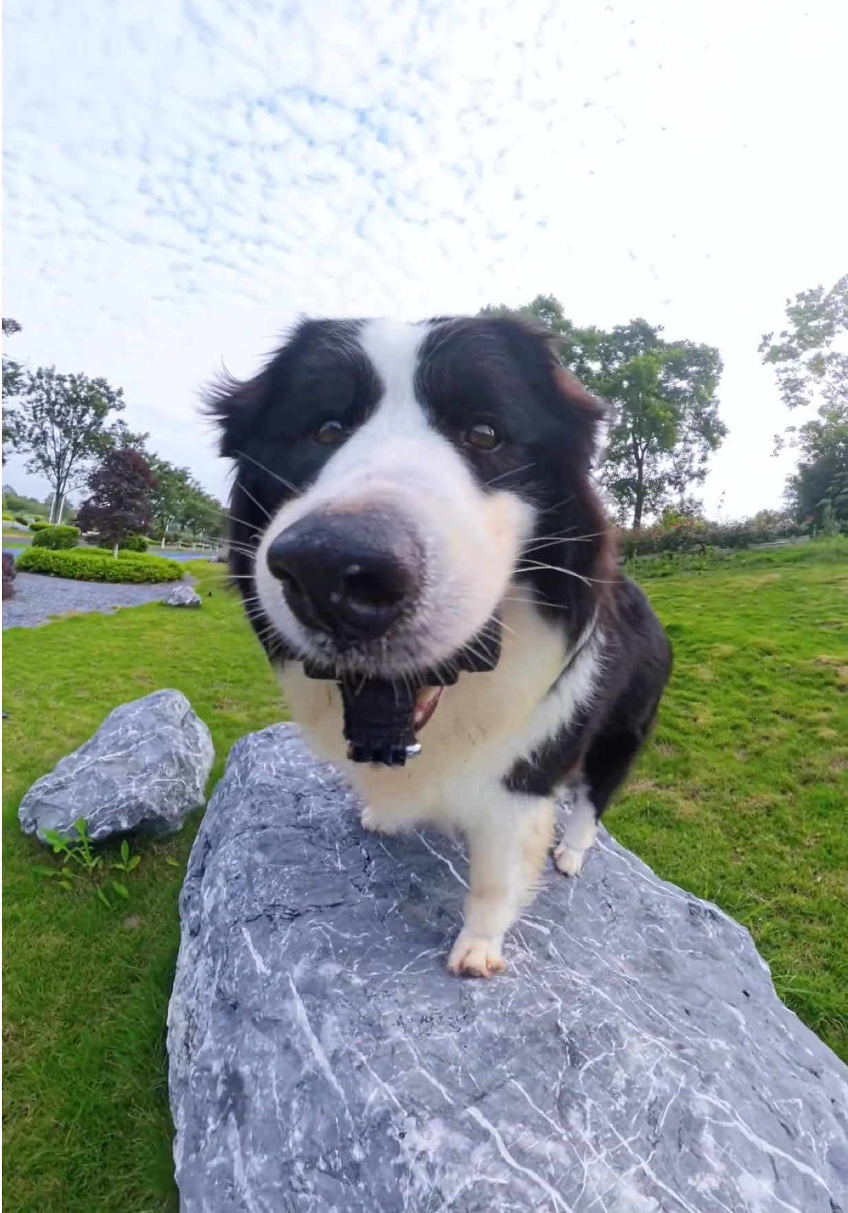 Running free on weekends💫😃🐶 #funnydogsoftiktok #cutedog #bordercollie #trending #dogpov 