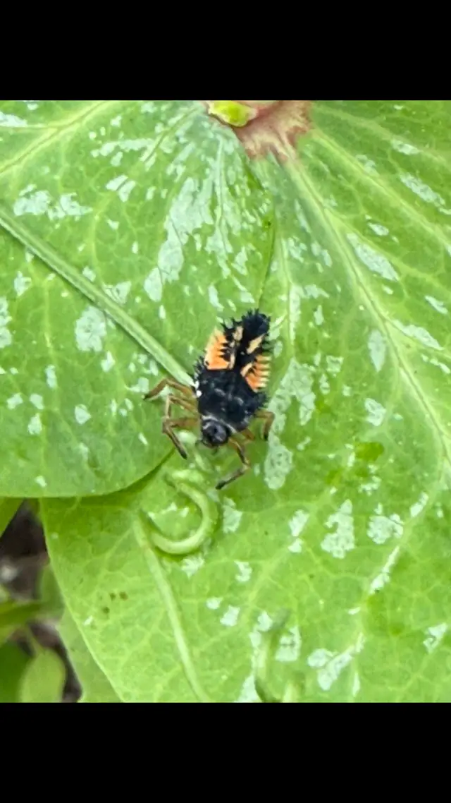 This spiky little creature may look intimidating, but it’s actually one of the best helpers you can have in the garden. What it eats: * Aphids * Whiteflies * Mealybugs * Scale insects * Mite eggs and other soft-bodied pests A single ladybug larva can eat hundreds of aphids before becoming an adult ladybug. Fun Fact Many gardeners accidentally mistake ladybug larvae for pests because they look nothing like the familiar red spotted adults. They’re often called “aphid alligators” because of their appetite for garden pests. Before it grows into a ladybug, this larva spends its days hunting aphids and other soft-bodied pests that damage our plants. 🌿 Farm Verdict: FRIEND Did you know baby ladybugs looked like this? Drop a 🐞 if you’ve spotted one in your garden! #FriendOrFoeFriday #BugFiles #NaturePhotography #LoofahFarm #EasternNC 