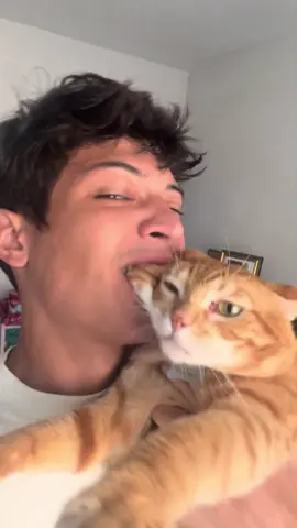 #funnycat #catsoftiktok #gatostiktok #catlover #gatosengraçados 