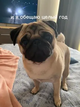 #мопс Я ХОЧУ МОПСААА