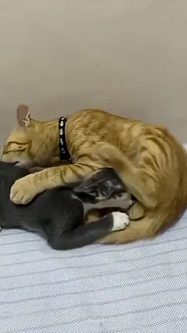 #babybiyoutefulviralvideos 