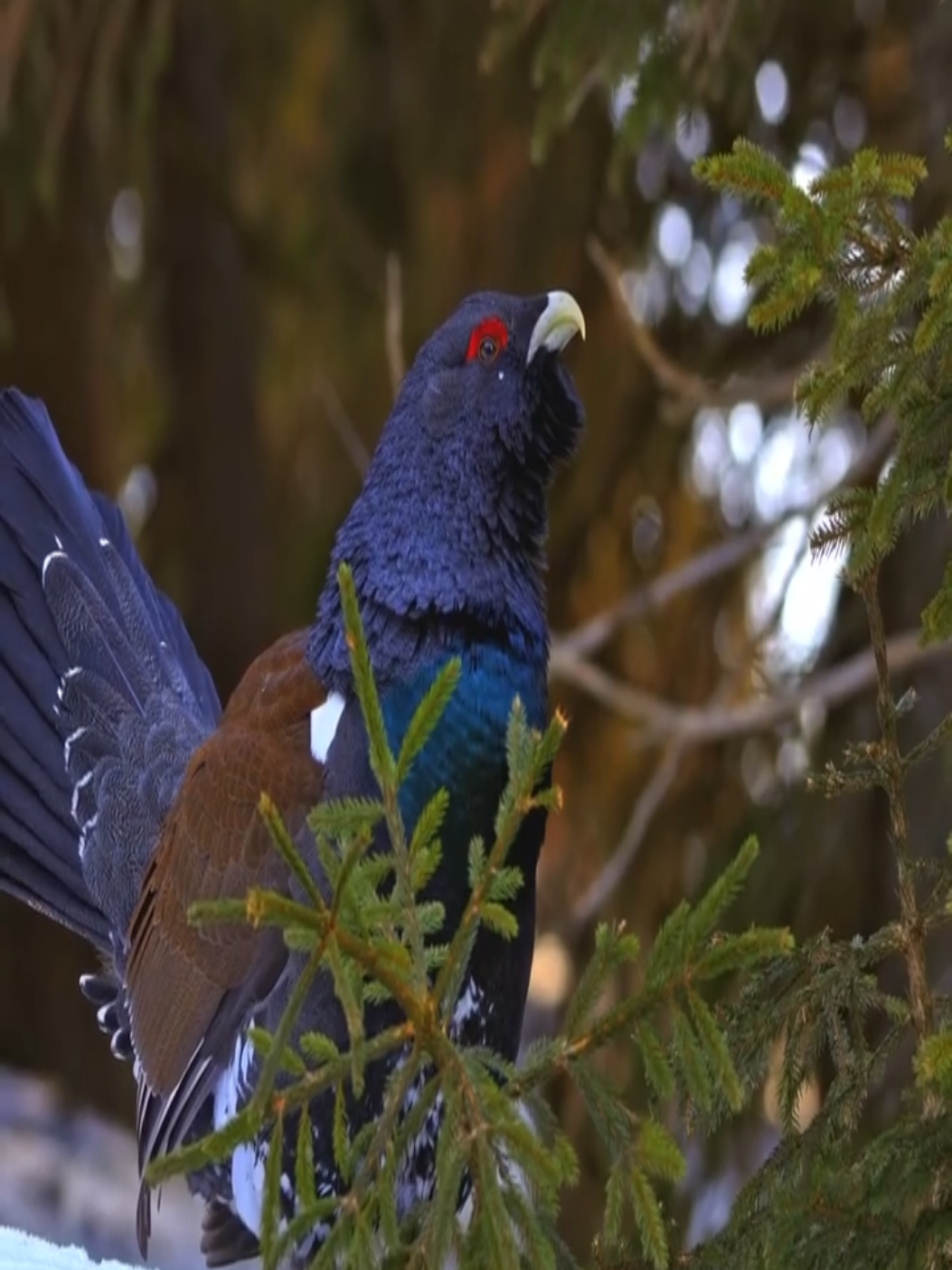#capercaillie #fyp 