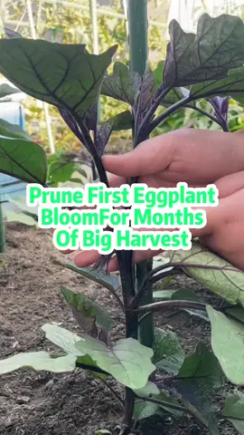 #fpy #planting #vegetables #eggplant #gardentok 