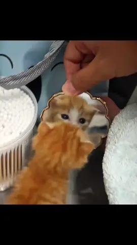 #cutecat #pet #fyp #kitten #smallcat 